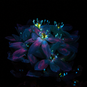 亚洲AV在线观看美女高潮
